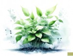 植物可以吸收氧气释放二氧化碳这句话对吗