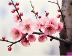 腊梅花怎么养家庭养法