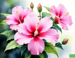 木槿花的花语是什么意思