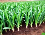 2018白芨种苗价格