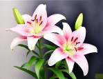 百合花价格多少钱一只