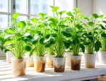 什么水培植物喜欢阳光