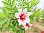 文冠果种子几天能发芽