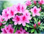 杜鹃花的产地哪里最好