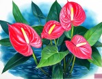 红掌养在水里养怎么养