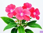 凤仙花是多年生花卉吗