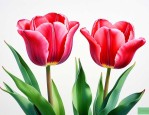 郁金香花代表什么意义