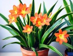 虎皮兰开花后怎么养护