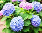绣球花哪些品种值得养