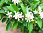九里香有虫子怎么杀虫