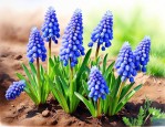 葡萄风信子啥时候开花
