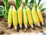 匠育101玉米种简介