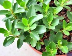 豆瓣绿植物的养殖方法