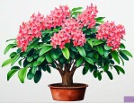 怎么养幸福树才能开花