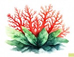 珊瑚绿植有毒吗