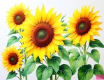 向日葵花适合送什么人