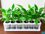 家里养什么绿植好水培