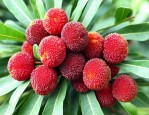 杨梅籽怎么种可以发芽