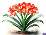 君子兰刚开花怎样养护