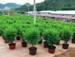 柳州苗木批发市场在哪