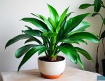 金钱树如何种植跟养殖