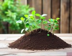 颗粒土适合养什么植物