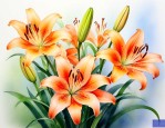 百合花什么时候种最好