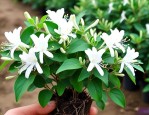 金银花苗子多少钱一株