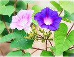 牵牛花种子的传播方式