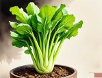 2025年宝塔菜是什么植物