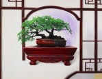 小叶紫檀养在家里好吗