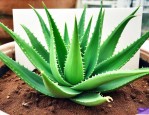 芦荟水养好还是土养好