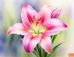 野百合花语是什么意思