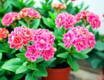 六七月份长寿花怎么养