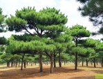 白皮松3.5米多少钱