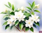 茉莉花的家庭养殖方法