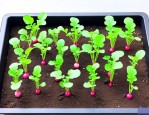 无土萝卜苗的种植方法