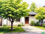 2025年屋前屋后不种桑树