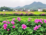 2025年江西绿化花卉价格
