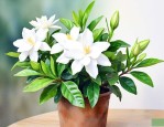 家里可以养殖栀子花吗