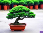 10公分造型罗汉松价格