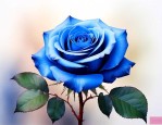 蓝玫瑰花代表什么意思