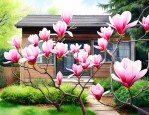 家院里可以种玉兰树吗