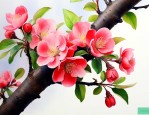 海棠花为什么不开花呢