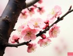 梅花的外形是什么样子