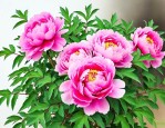 牡丹花籽怎么种好发芽