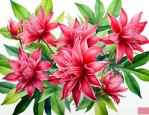 洛神花有什么效果和作用