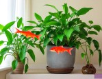 室内养鱼放什么植物好