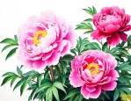 牡丹花与芍药花的关系