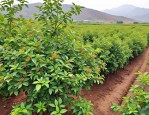 2025年哪里有卖花椒树的